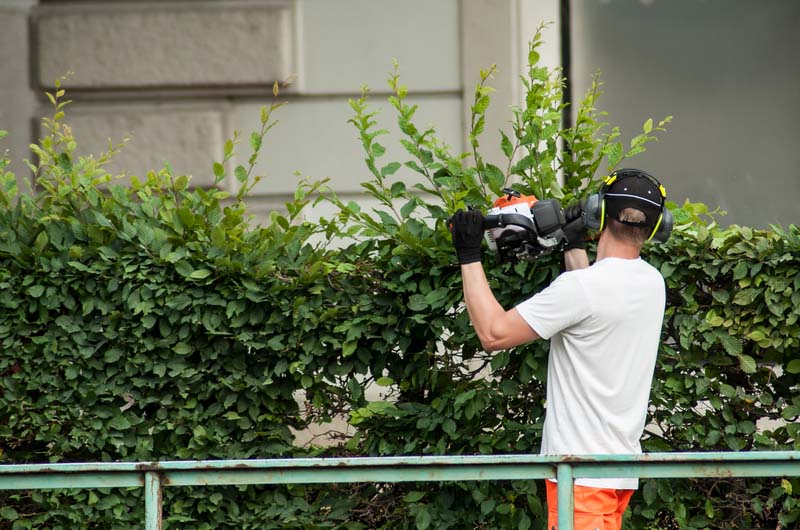 Hedge being trimmed